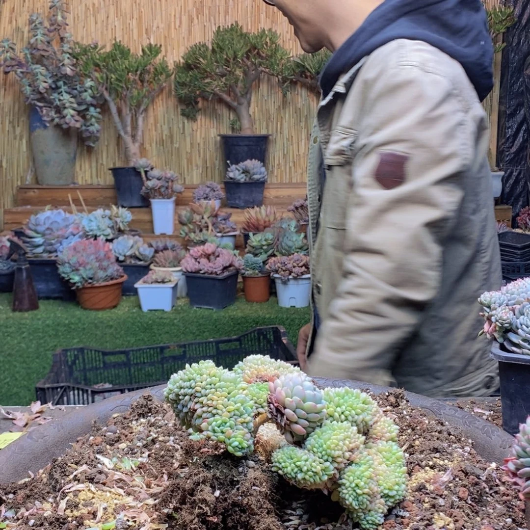 ?****aA64 号白胖子多肉