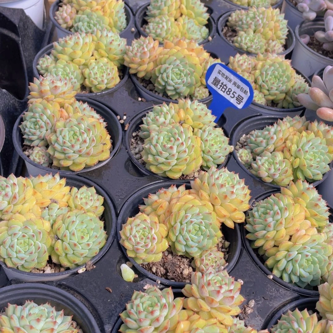 量拍85号 玫瑰莲大群生四头起一个