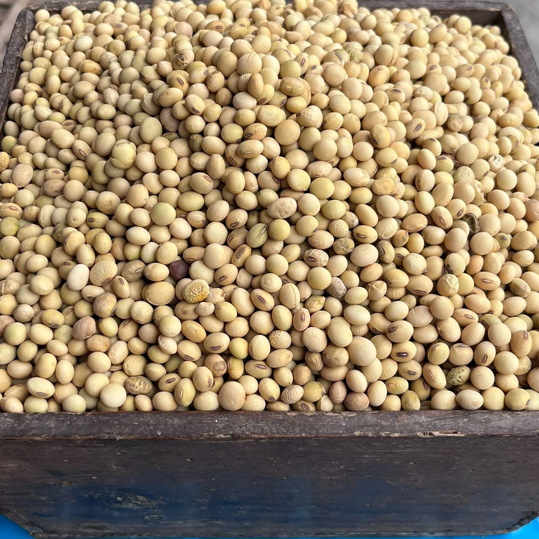 【八月新黄豆】重庆丰都农家自晒老品种椭圆形土黄豆非转基因