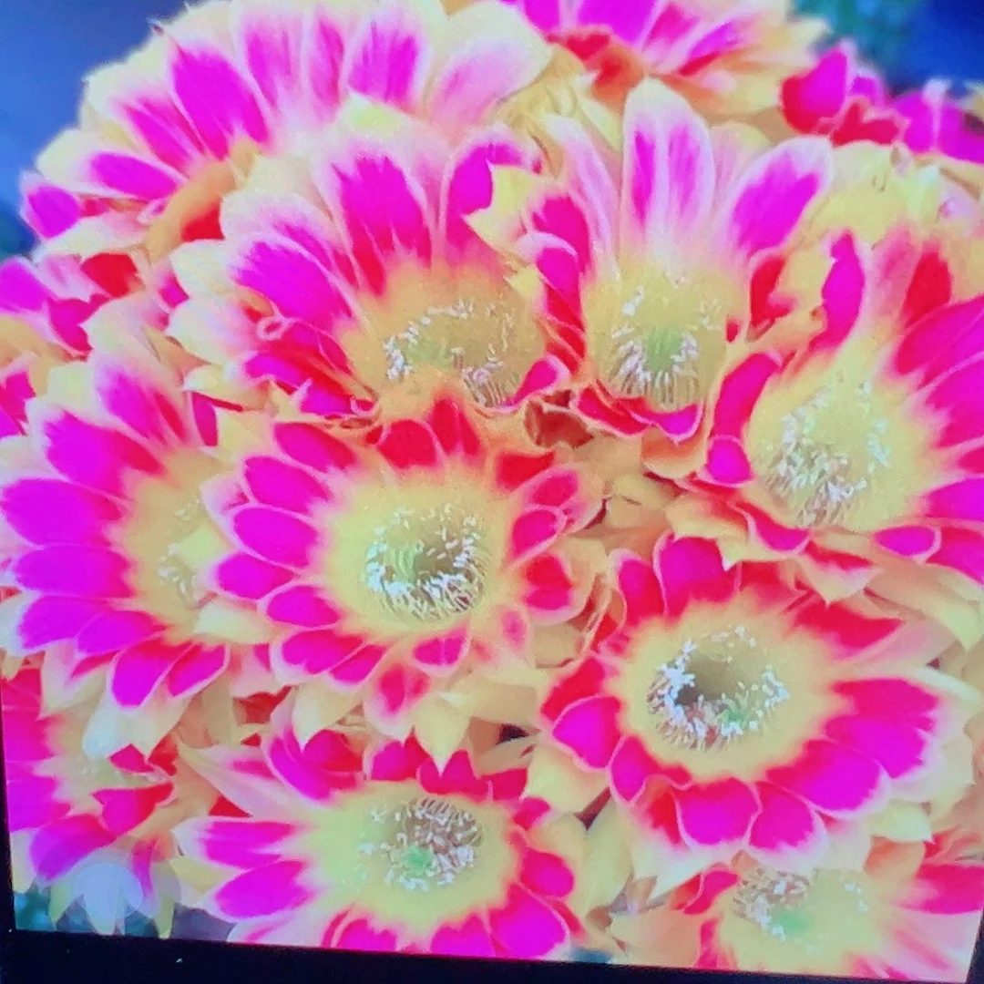 丽花 阳光明媚 側芽 滿20包郵