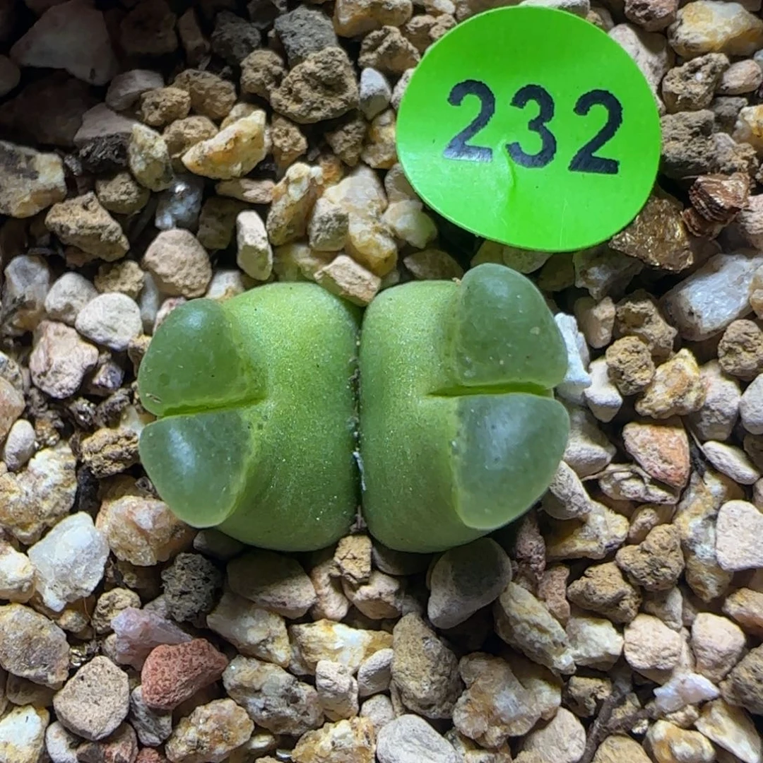 超级奶瓶多肉植物232