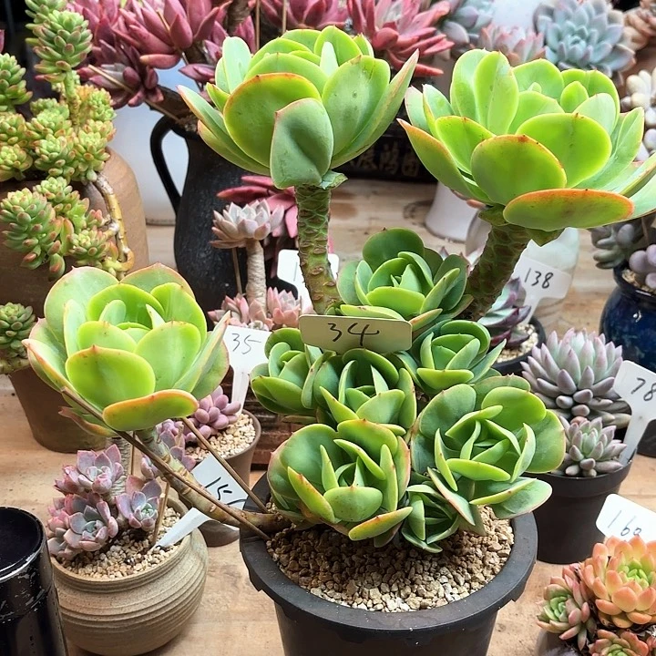 多肉植物，鸡蛋碧桃34号