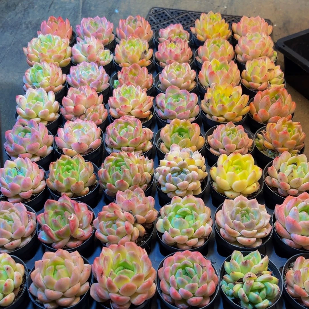 843多肉葡萄干和水果等