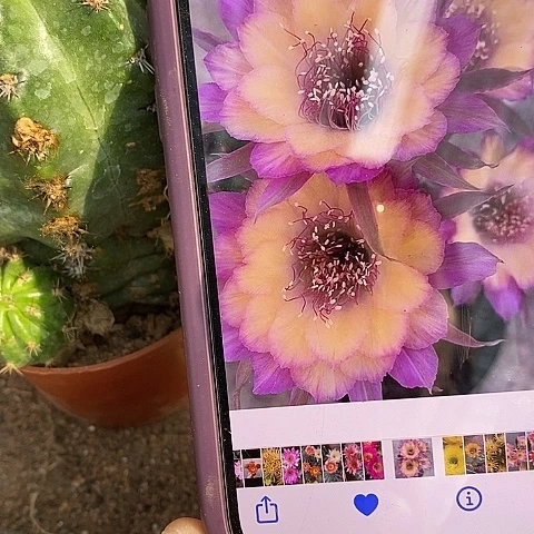 极光仙人球，39900