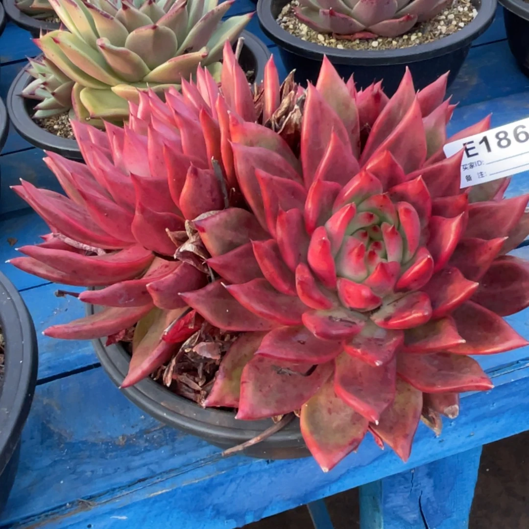 无花朵若如东云单拍E186