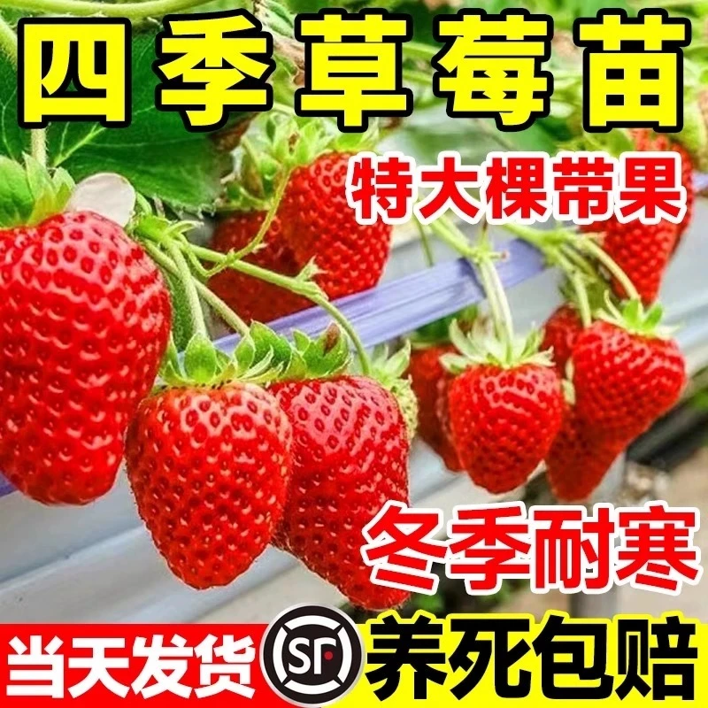 【带花发货＋10天吃果】奶油草莓苗盆栽四季结果阳台绿植水果盆栽
