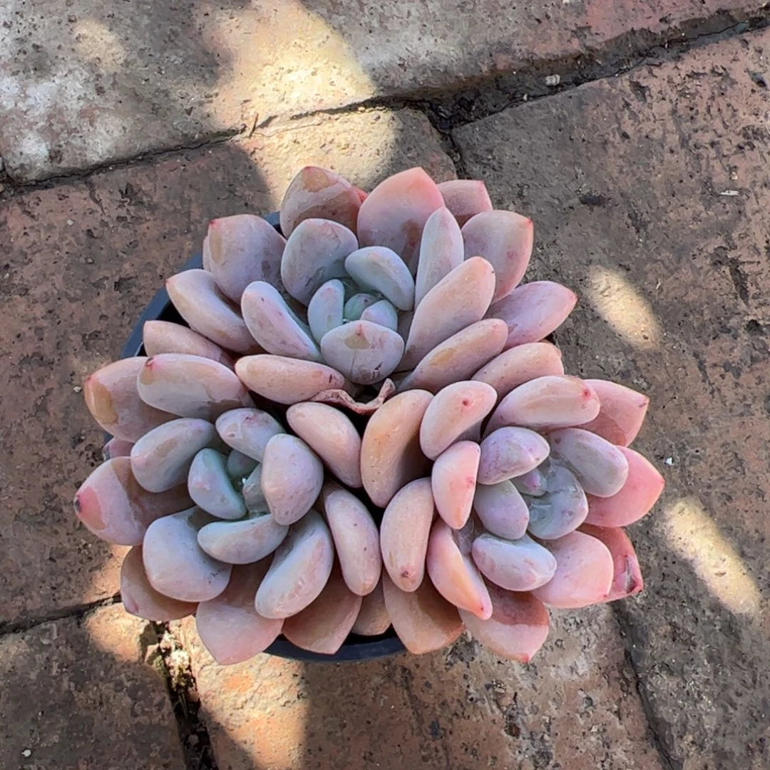 D****-月桂群 优惠3元