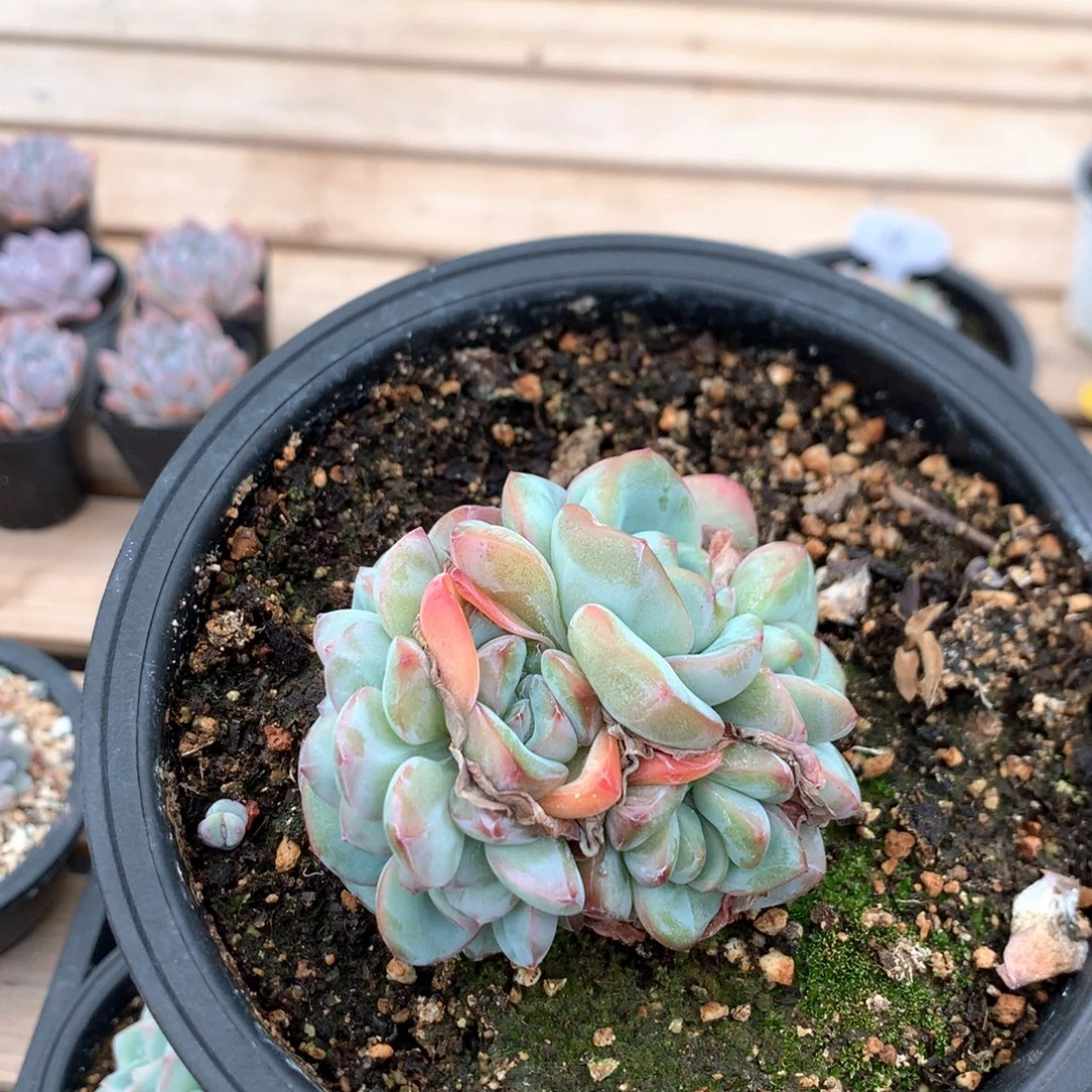 雨***天8厘米泡芙缀 4332