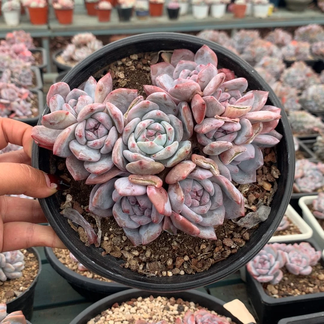 哈哈哈哈哈哈哈18