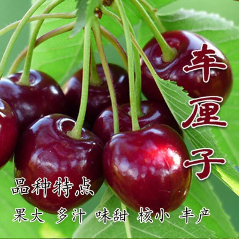 车厘子树苗盆栽地栽南北方种植车厘子大樱桃树苗车厘子苗基地直发
