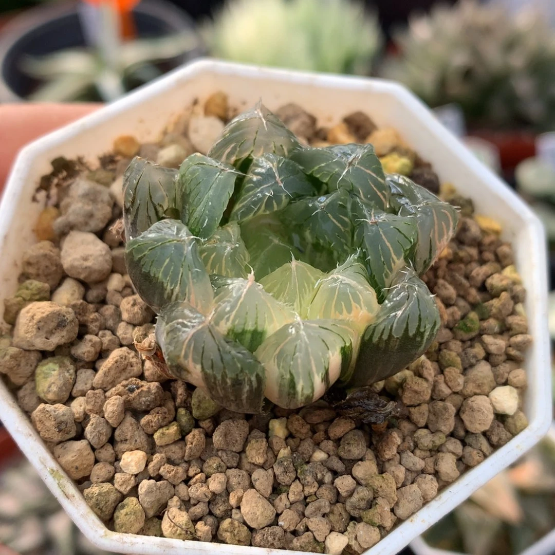 夏末玉露锦，带盆一起