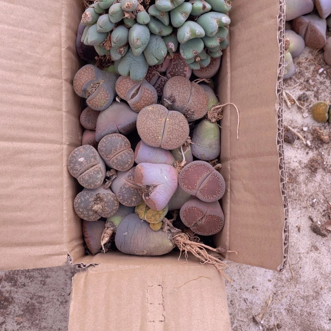 一箱母本888808888888