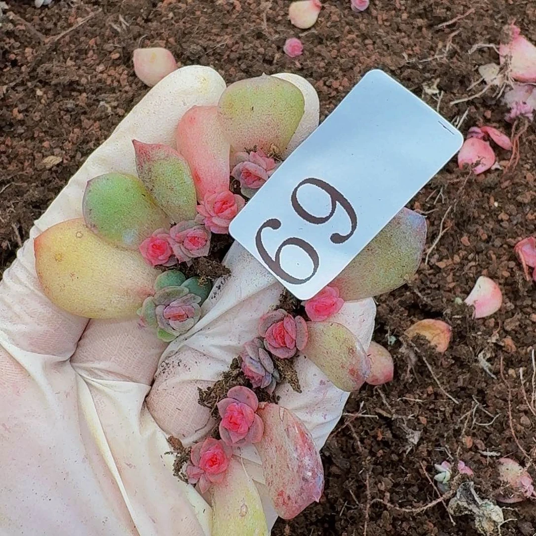 多肉植物多肉植物69