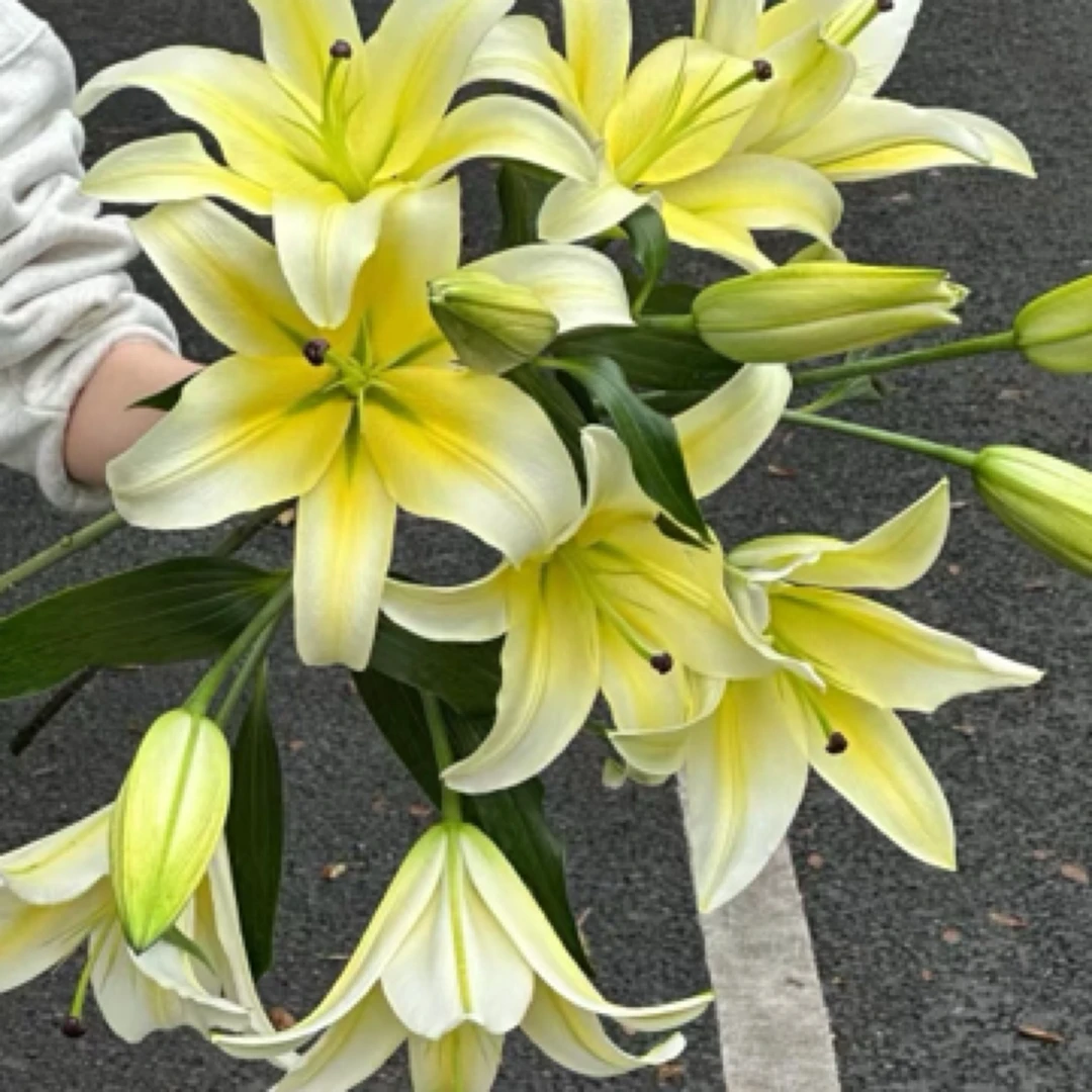 （次日达.黄百合）黄百合3支6个头.今天下单明天到.生活鲜花.瓶差话