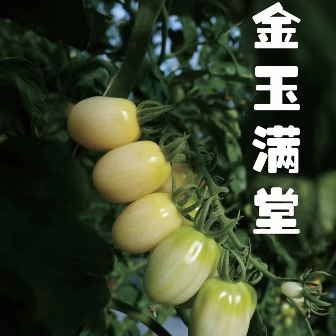 金玉满堂小白番茄种子10粒分装