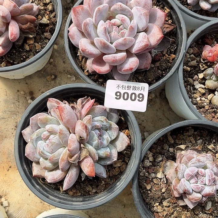 阿雅园艺。        9009星影两颗