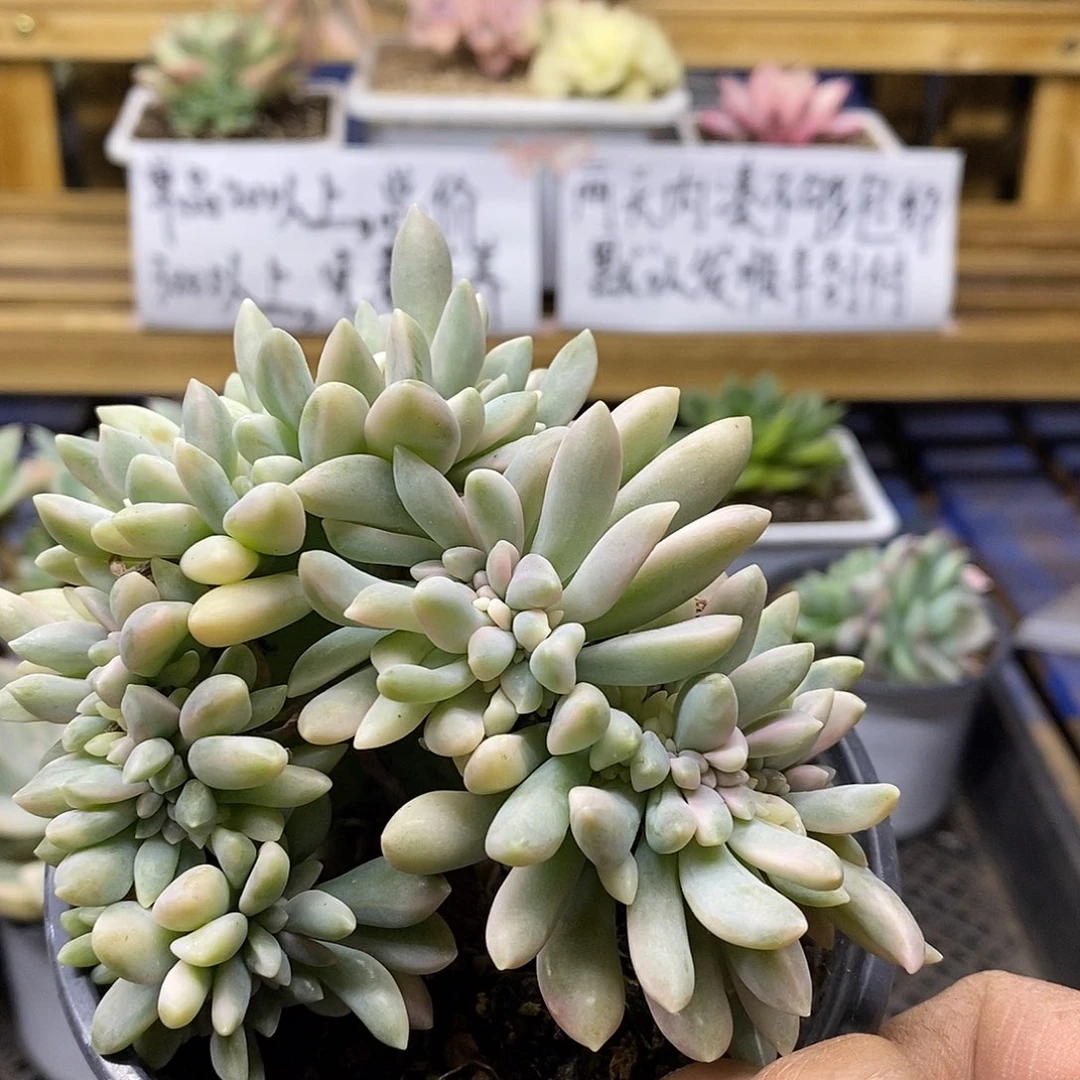 0221 醉美人锦缀