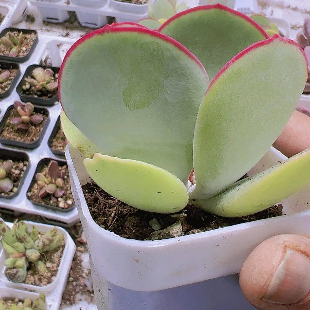 白眉多肉植物19包邮