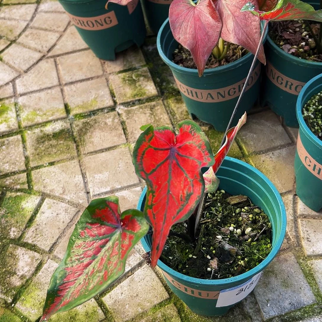 梦***中完全开放一物一拍8182