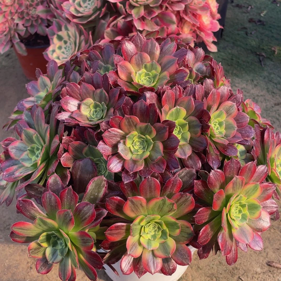 020安娜彩虹锦精品法师多肉