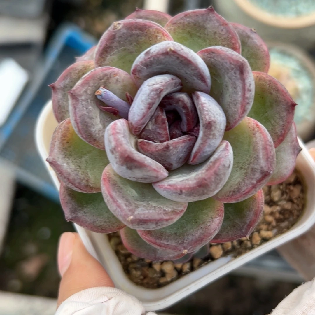 黑橙孤品（满38包邮）多肉