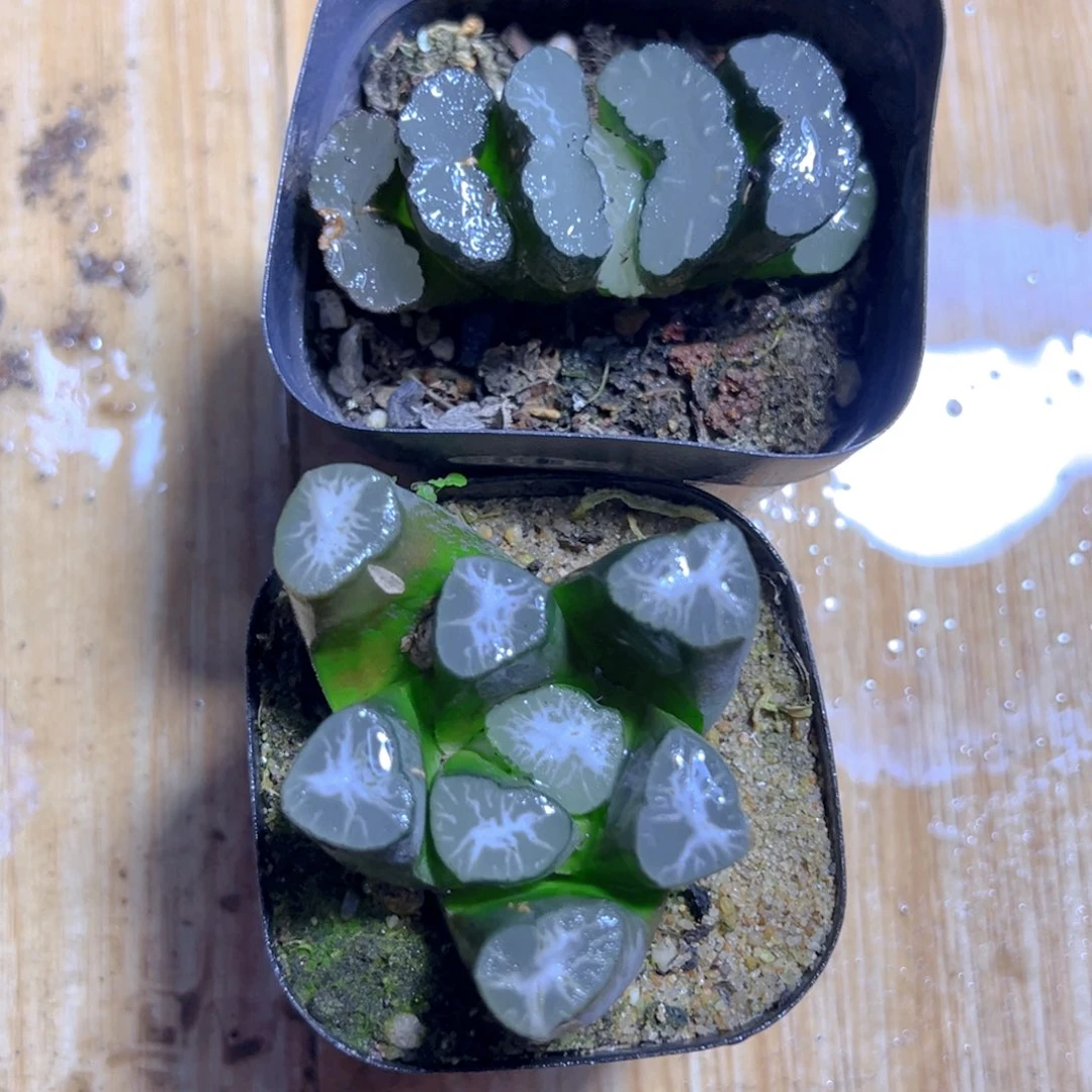 玉扇+万象多肉多肉