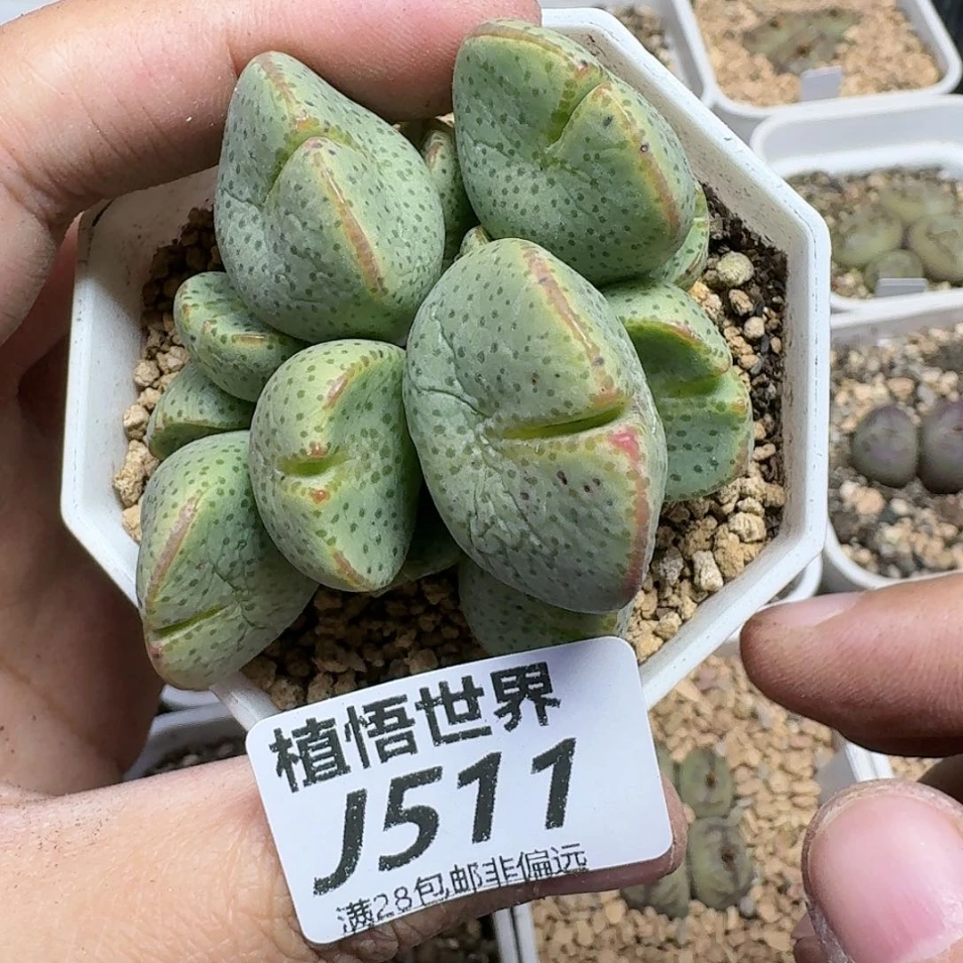 的植物的润泽dggh