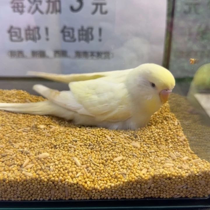 虎皮鹦鹉大头虎皮鹦鹉