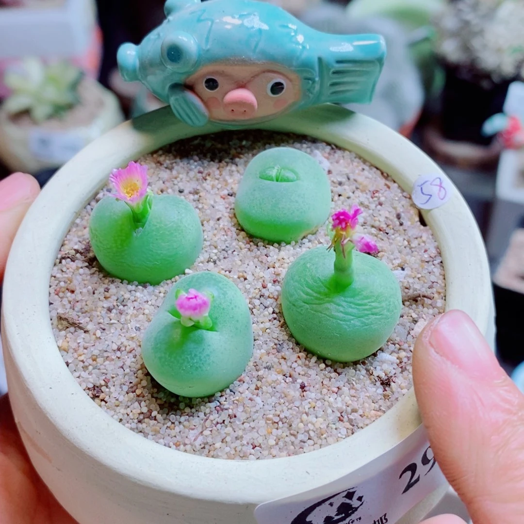 尔***尔生石花花花花花花花花294