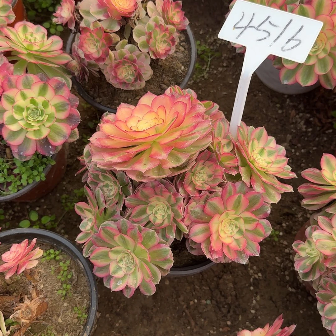 4516倾城多肉法师多肉