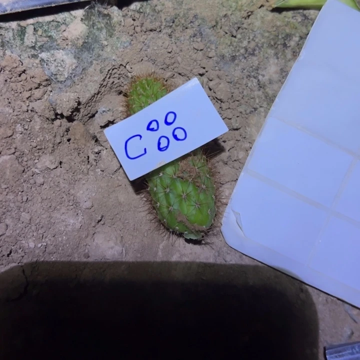 西***️C88金妞蝴蝶侧芽5