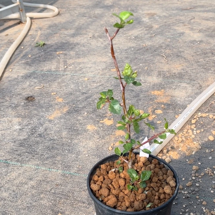 阿皮纳特11111111111111