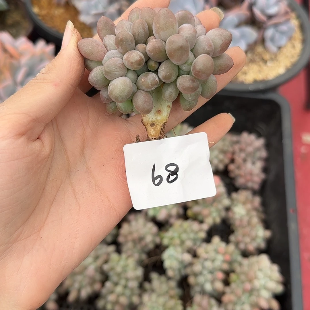 你***干汤圆缀化一物一拍68