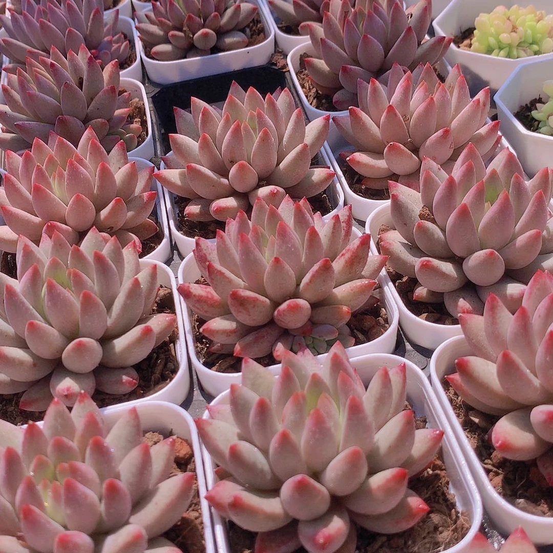 流沙体虞美人356789999000