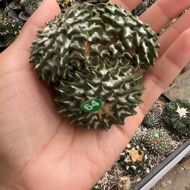 袖蒲苗接落地仙人球64