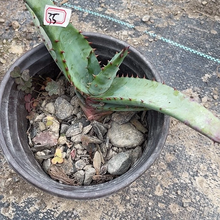 龙舌兰绿色植物精1号