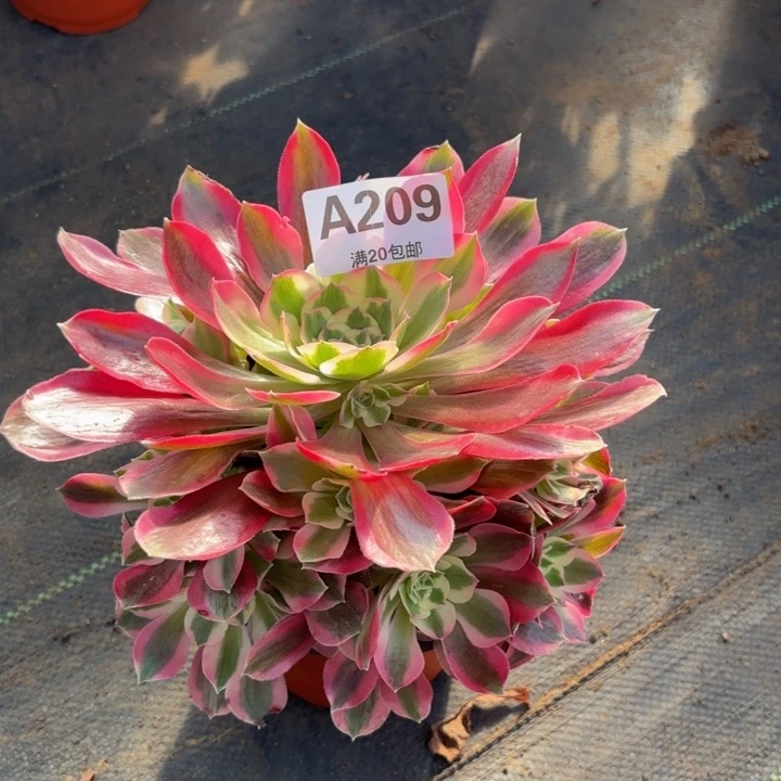 瑞妈，，。。。。209夜罗刹，