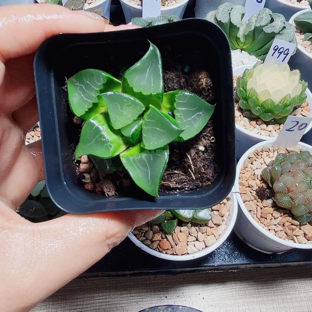 特价处理龙喜寿能接受拍