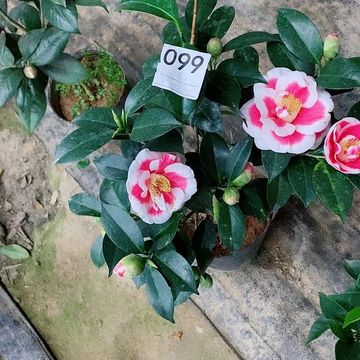 完全开放友之浦1111