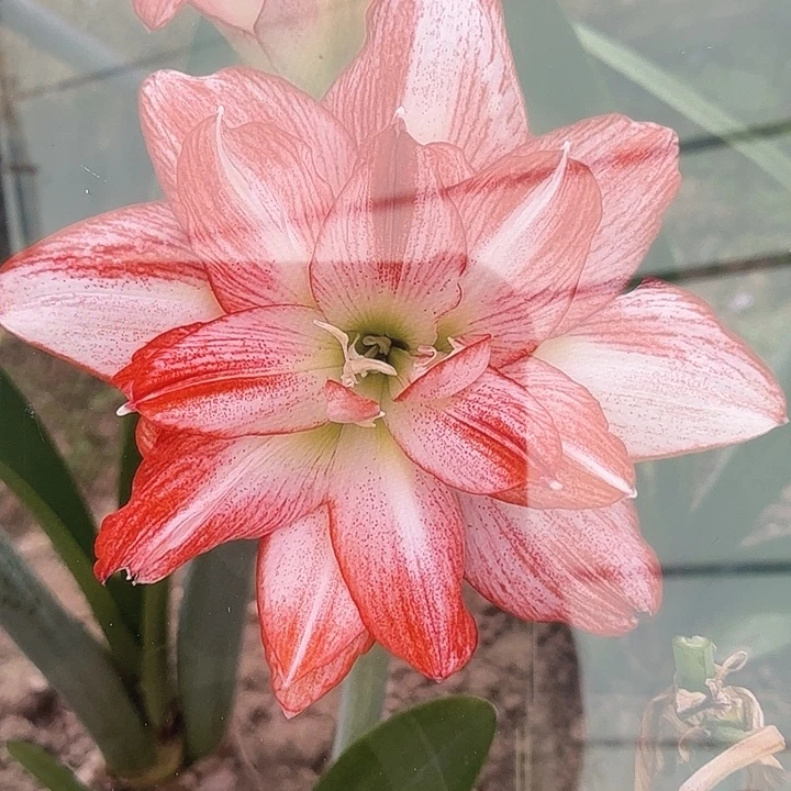 北方姑娘直径5+基地球