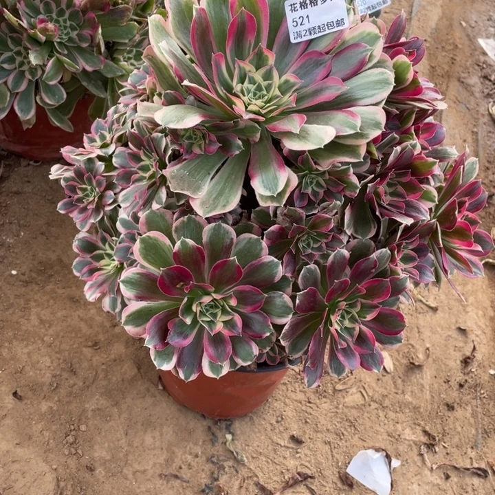 521男神多肉小洋洋