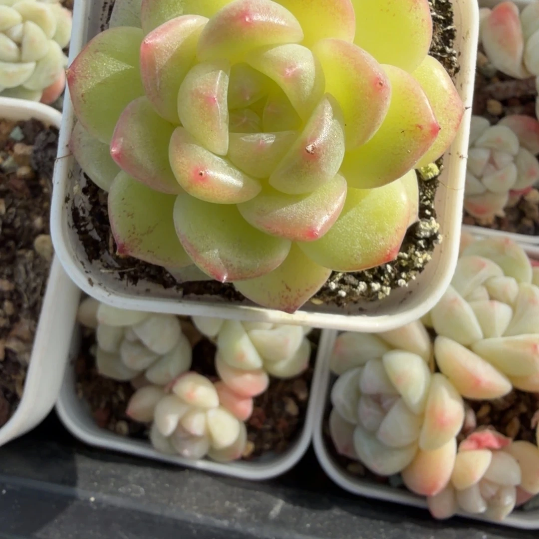 东篱下多肉植物哈哈哈56