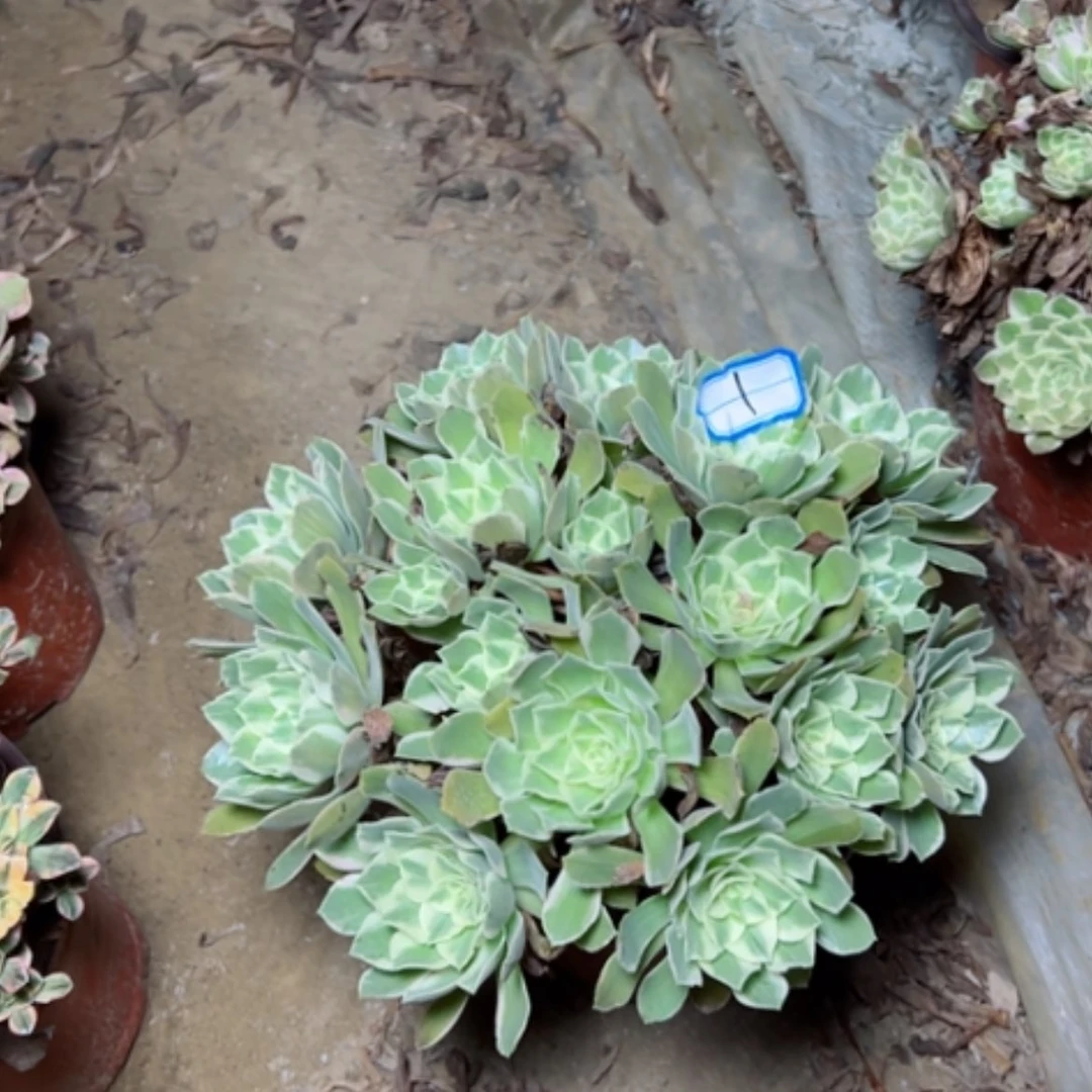 【闪购商品】女妖1