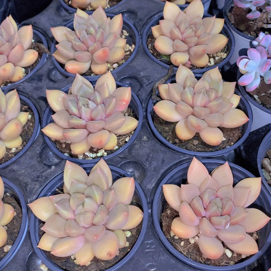 单头红象牙2356789990000