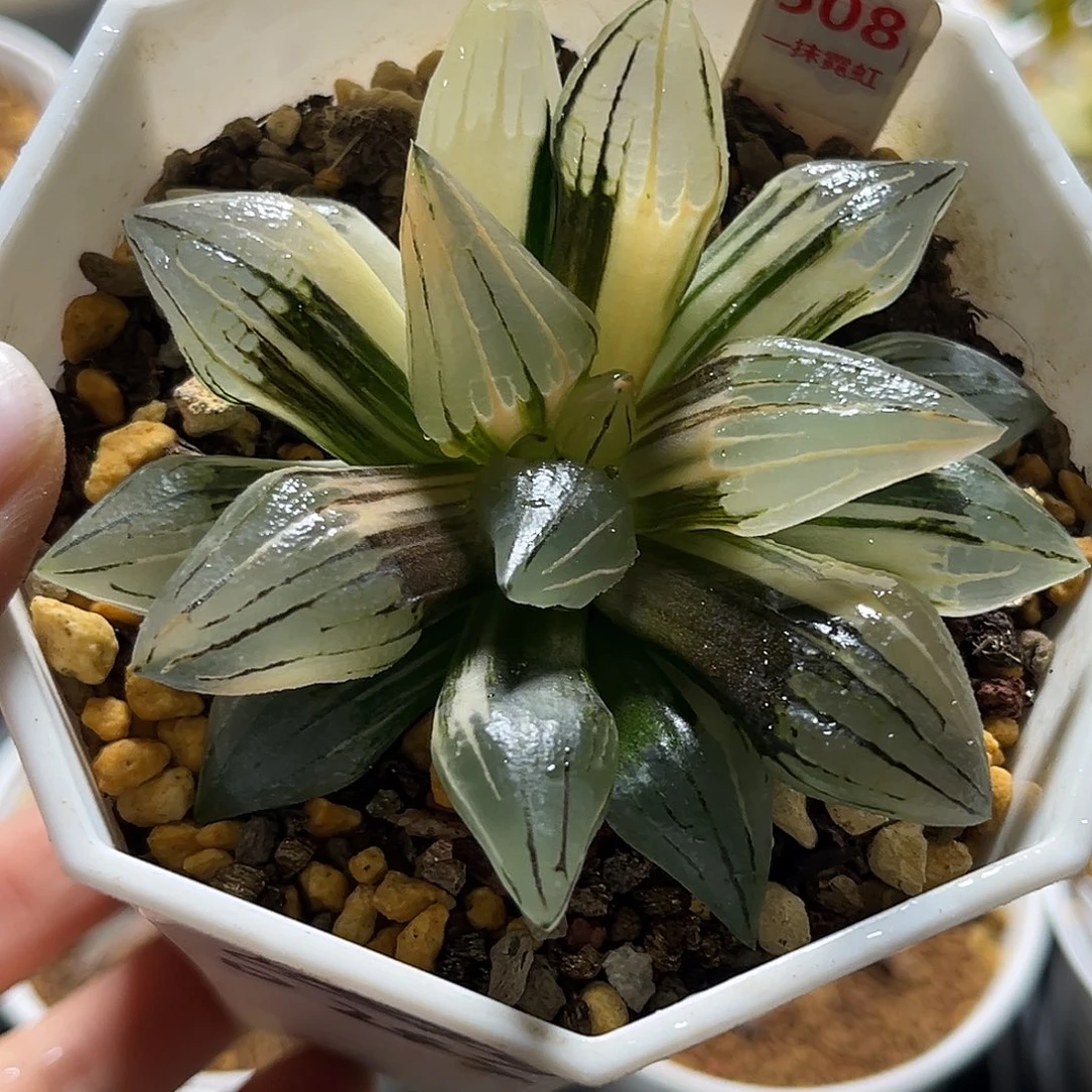 508西瓜寿锦一物一图