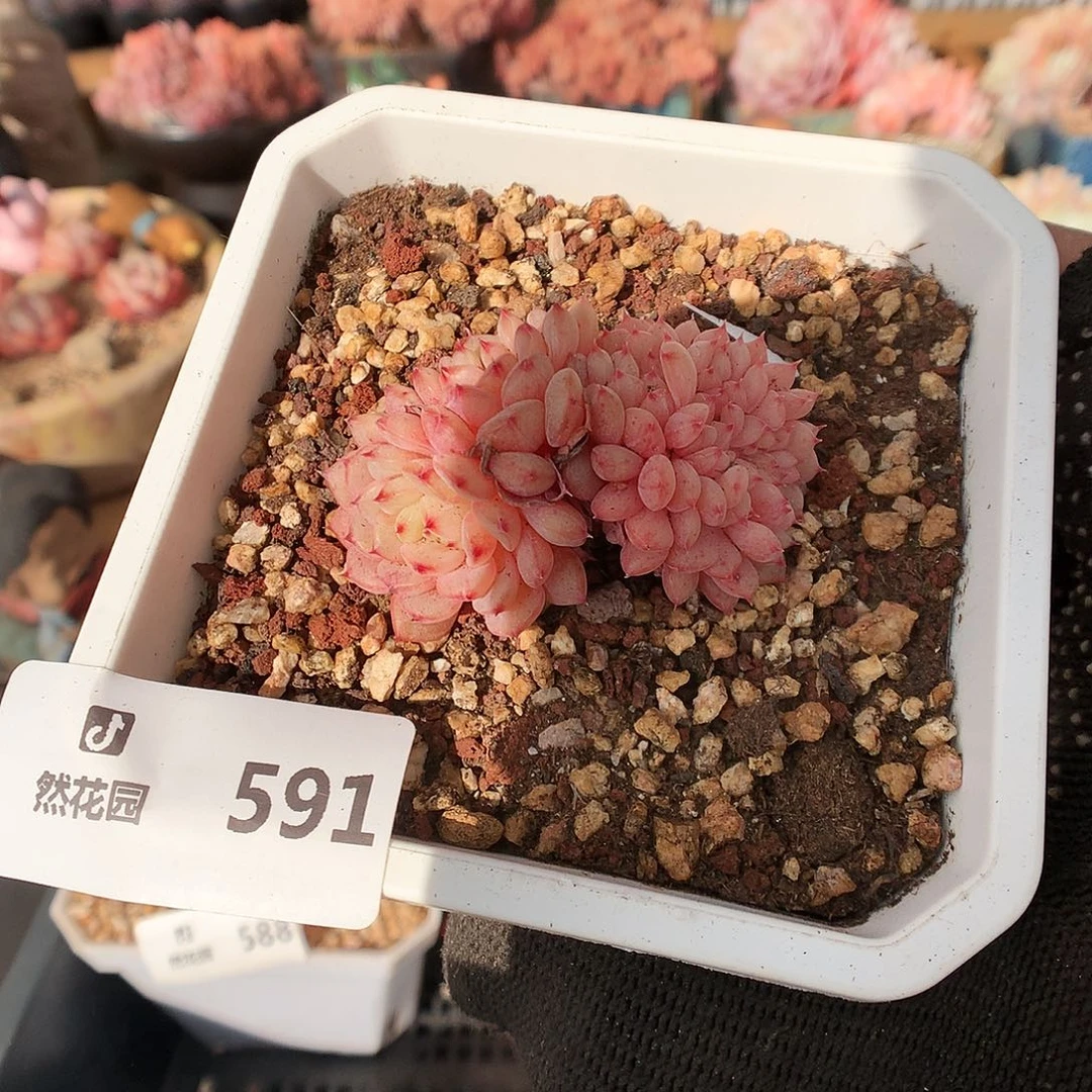 591白胖多肉植物66666