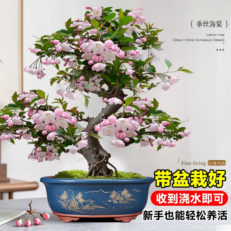 海棠花盆栽四季开花树苗老桩盆景客厅花卉绿植室外庭院植物好养活