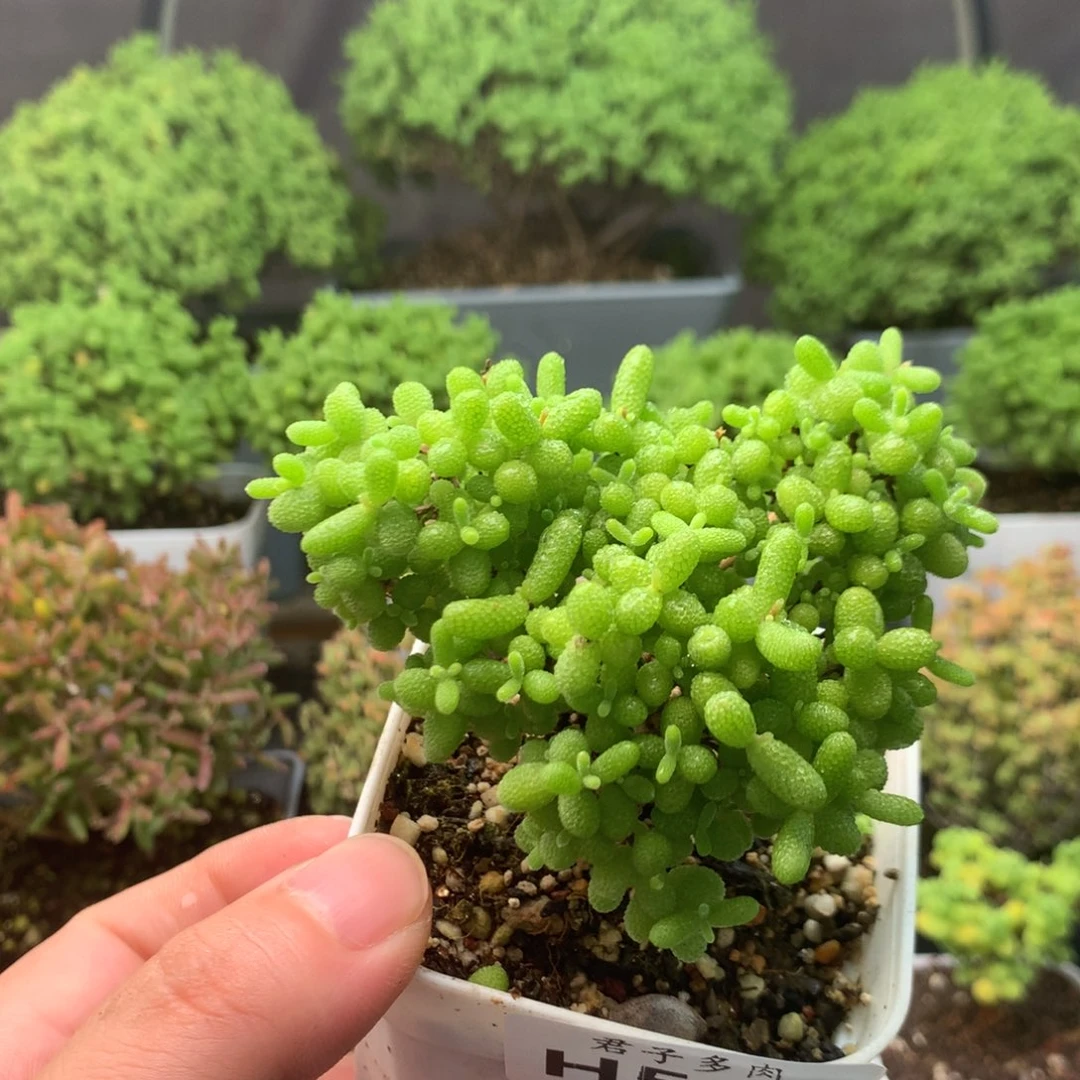 512蜜橘。