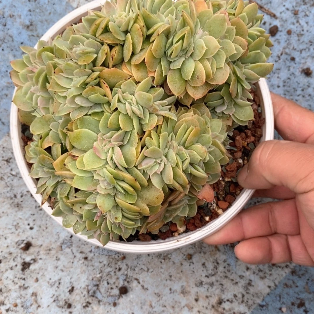 山***狗18657887568859888888