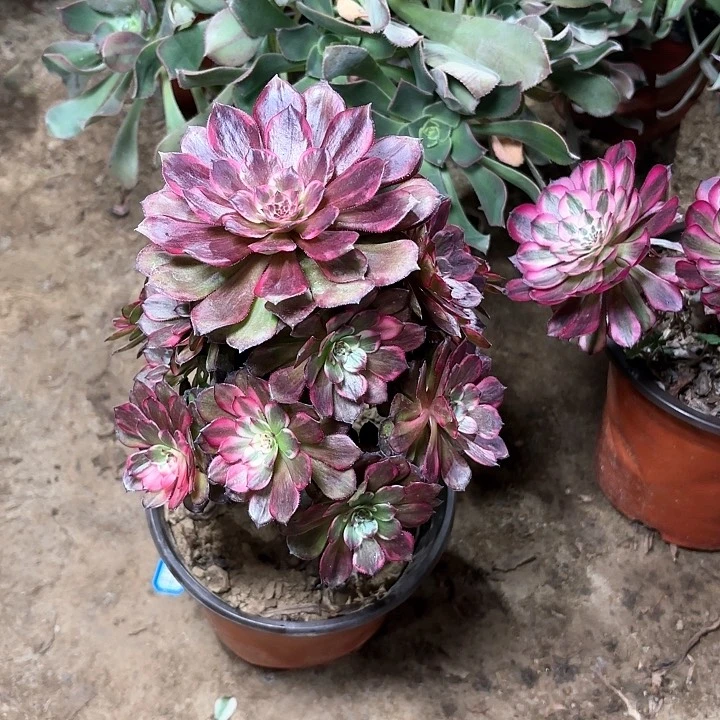 真*多肉植物法师烟花61